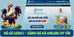 Đá gà SHBET - Sảnh Đá Gà Online Uy Tín Nhất Thị Trường